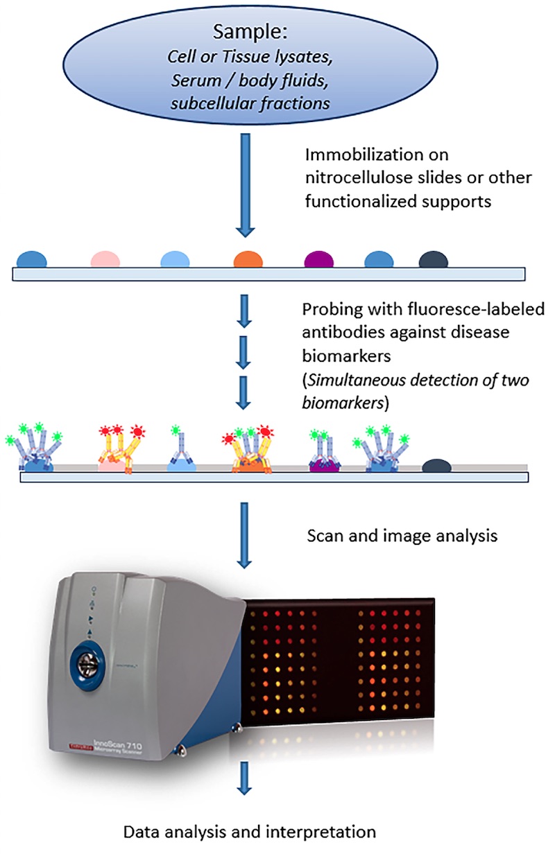 Reverse Phase Protein Arrays Innopsys