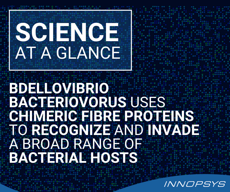 Bdellovibrio bacteriovorus uses chimeric fibre proteins to recognize and invade a broad range of bacterial hosts