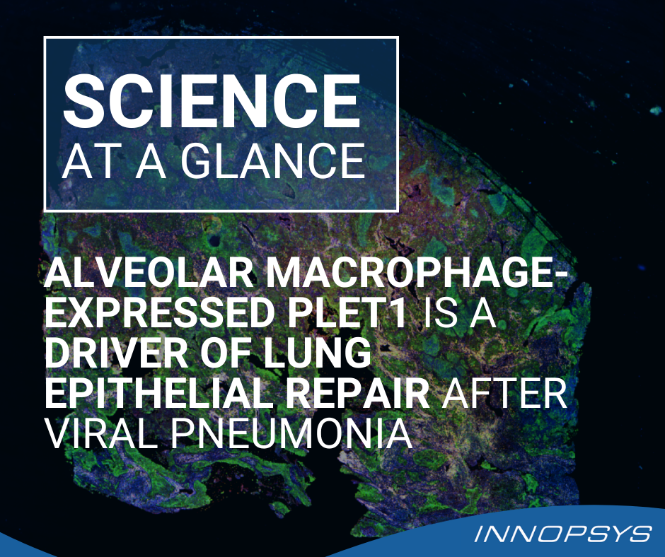 Alveolar macrophage-expressed Plet1 is a driver of lung epithelial repair after viral pneumonia