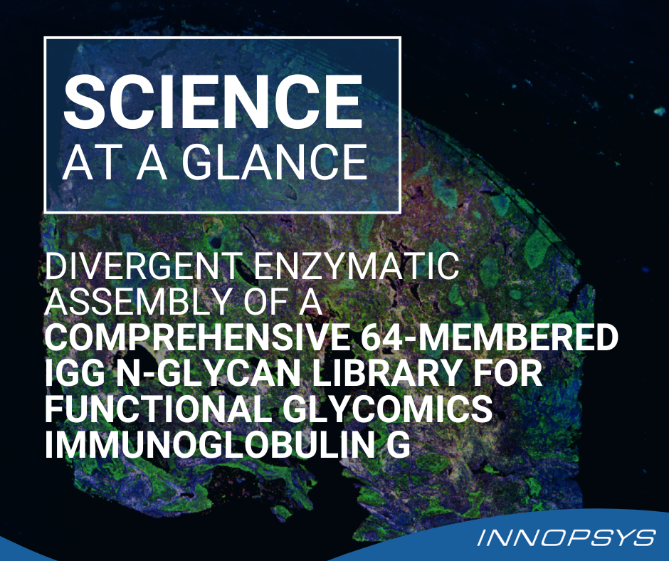 Divergent Enzymatic Assembly of a Comprehensive 64-Membered IgG N-Glycan Library for Functional Glycomics Immunoglobulin G